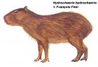 Hydrochoerus hydrochaeris