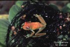 Boana punctata