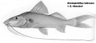 Iheringichthys labrosus