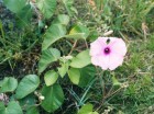 Ipomoea hieronymi