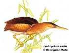Ixobrychus exilis