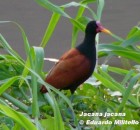Jacana jacana