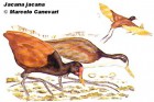 Jacana jacana