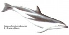 Lagenorhynchus obscurus