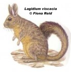 Lagidium viscacia