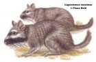 Lagostomus maximus