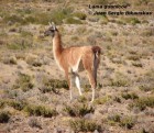 Lama guanicoe