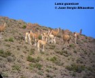 Lama guanicoe