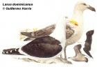 Larus dominicanus