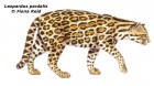 Leopardus pardalis