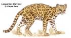 Leopardus pardinoides