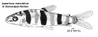 Leporinus maculatus