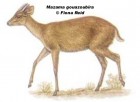 Mazama gouazoubira