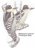 Melanerpes cactorum