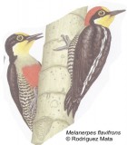 Melanerpes flavifrons