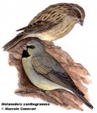 Melanodera xanthogramma