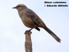 Mimus saturninus