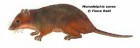 Monodelphis dimidiata