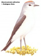 Muscisaxicola rufivertex