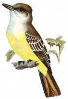 Myiarchus tyrannulus