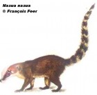 Nasua nasua