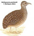 Nothoprocta pentlandii