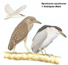 Nycticorax nycticorax