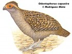 Odontophorus capueira
