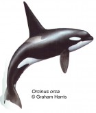 Orcinus orca