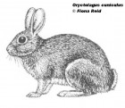 Oryctolagus cuniculus