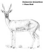 Ozotoceros bezoarticus