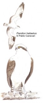 Pandion haliaetus