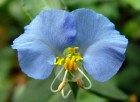 Commelina erecta