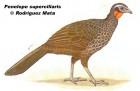 Penelope superciliaris