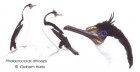 Phalacrocorax atriceps