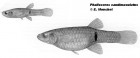 Phalloceros caudimaculatus