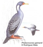 Phalacrocorax gaimardi