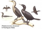 Phalacrocorax brasilianus