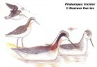 Phalaropus tricolor