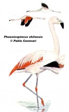Phoenicopterus chilensis