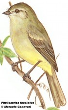 Phyllomyias fasciatus