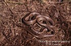 Philodryas psammophidea