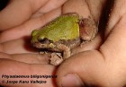 Physalaemus biligonigerus
