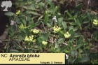 Azorella biloba