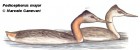 Podiceps major