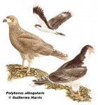 Phalcoboenus albogularis