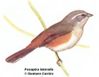 Poospiza lateralis