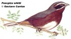 Poospiza nigrorufa