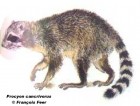 Procyon cancrivorus