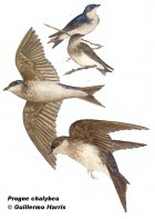 Progne chalybea
